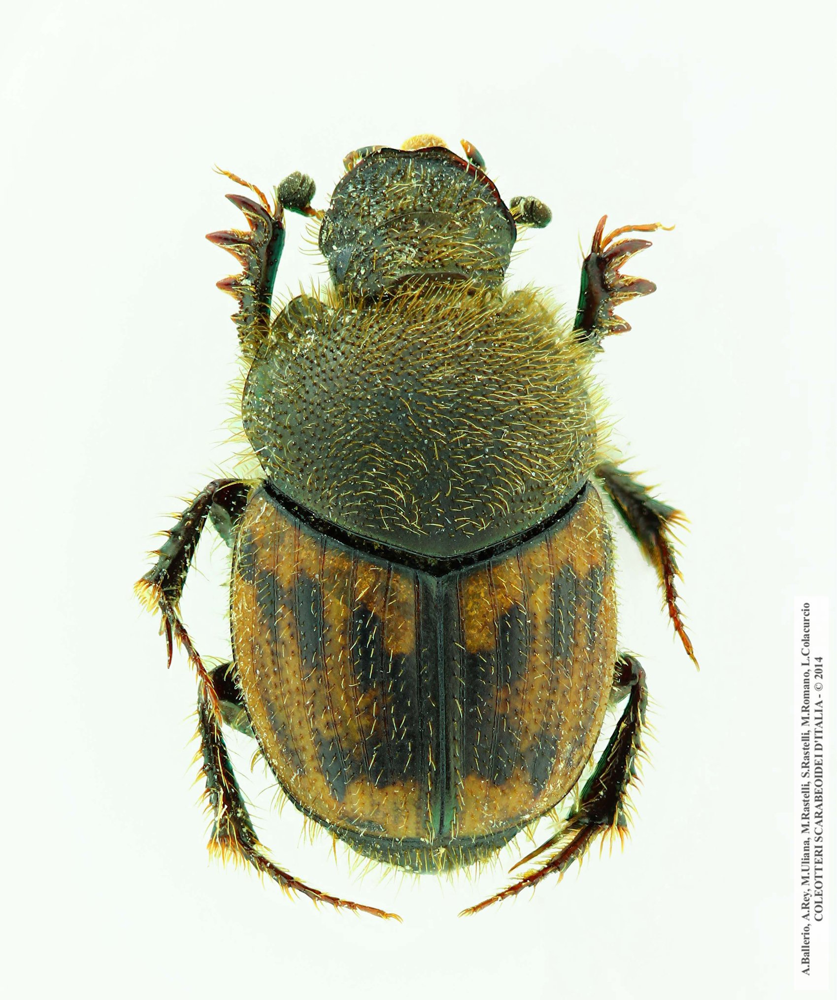 Onthophagus maki
